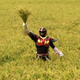 Illustration for article titled In Japan, Theres a Superhero Who...Plants Rice